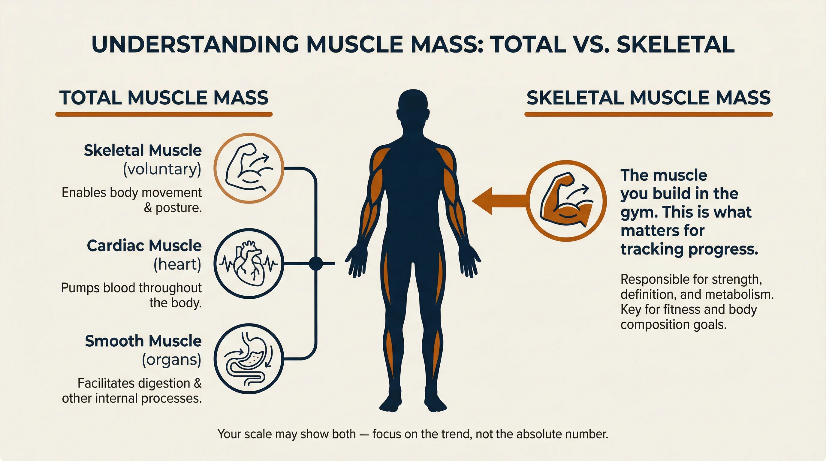 Muscle mass vs skeletal muscle infographic — total muscle mass includes skeletal, cardiac, and smooth muscle, while skeletal muscle mass is the type you build through exercise.