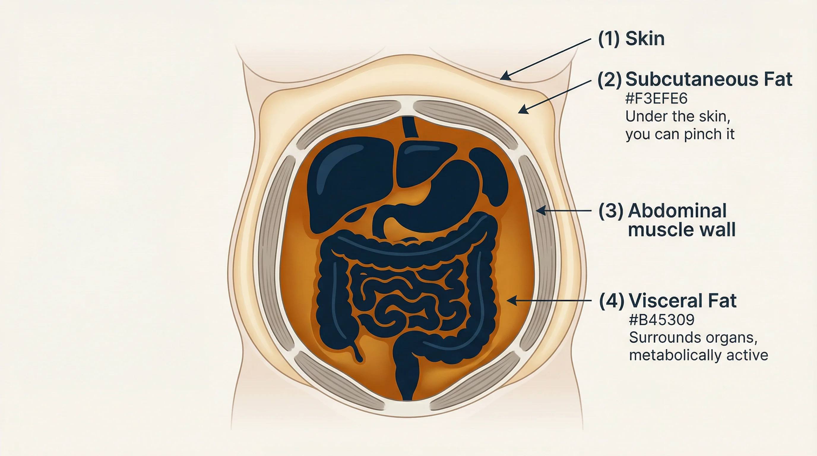 Visceral fat vs subcutaneous fat diagram — cross-section of the abdomen showing visceral fat surrounding organs deep inside and subcutaneous fat under the skin.