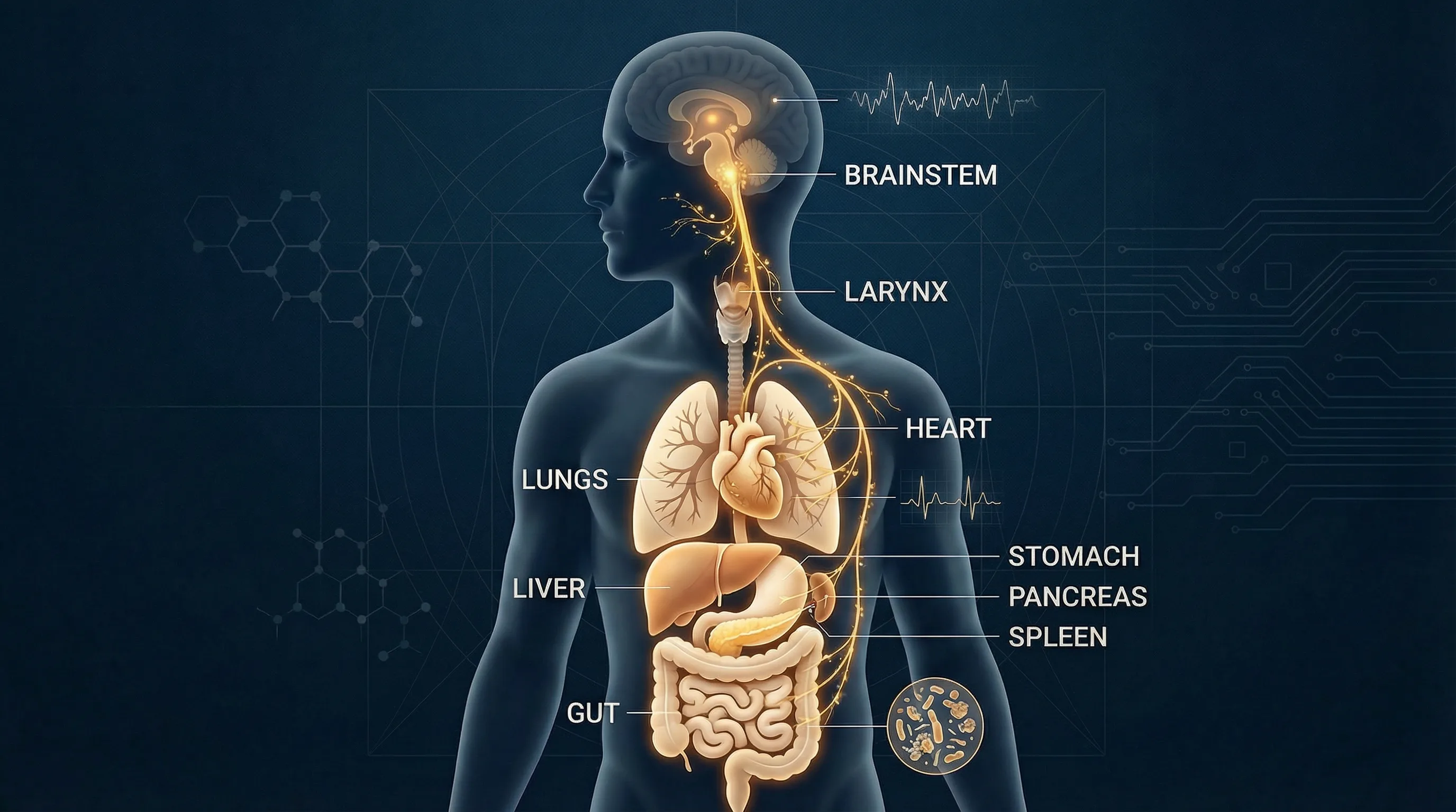 Illustration of the vagus nerve pathway connecting brain to heart lungs and gut organs