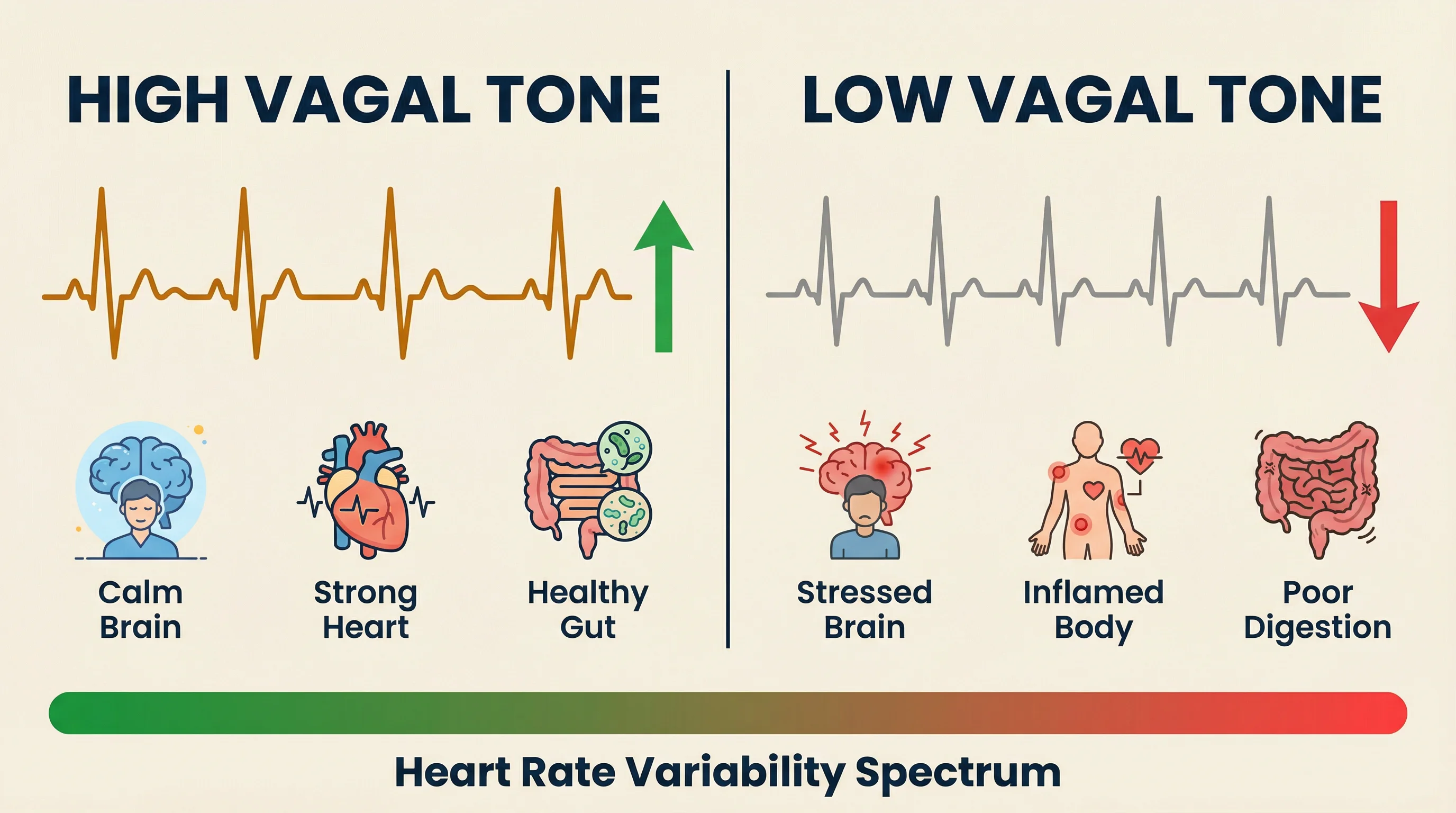 Heart rate variability HRV graph illustrating high and low vagal tone patterns